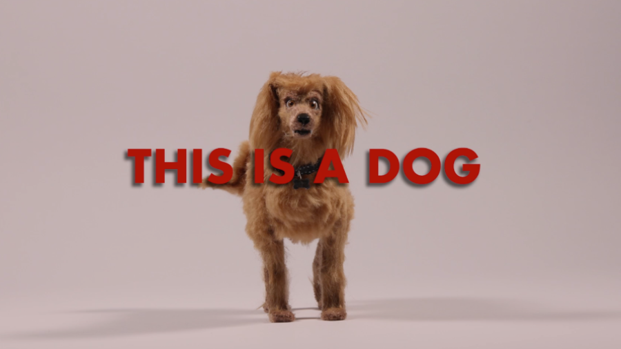 This is a Dog