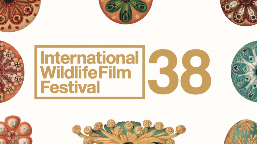 International Wildlife Film Festival